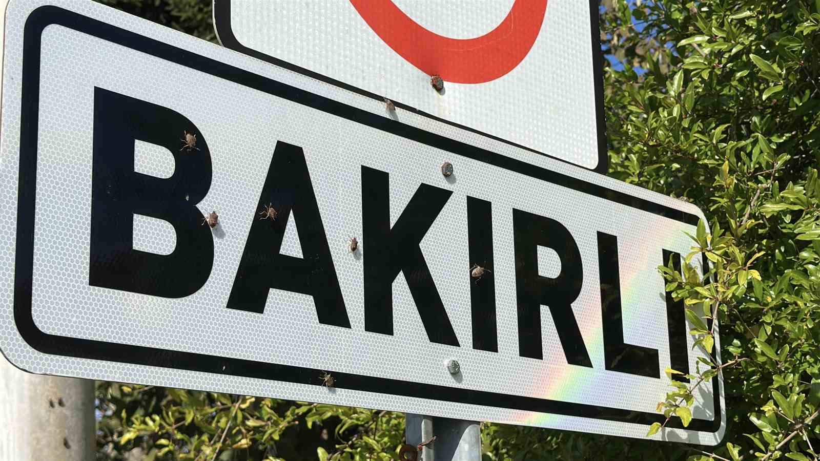 TÜRKİYE'DE İLK KEZ 2017 YILINDA ARTVİN VE İSTANBUL'DA GÖRÜLEN KAHVERENGİ KOKARCA BÖCEĞİ, SAKARYA'NIN FERİZLİ İLÇESİNDEKİ BİR MAHALLEYİ ADETA İSTİLA ETTİ.
