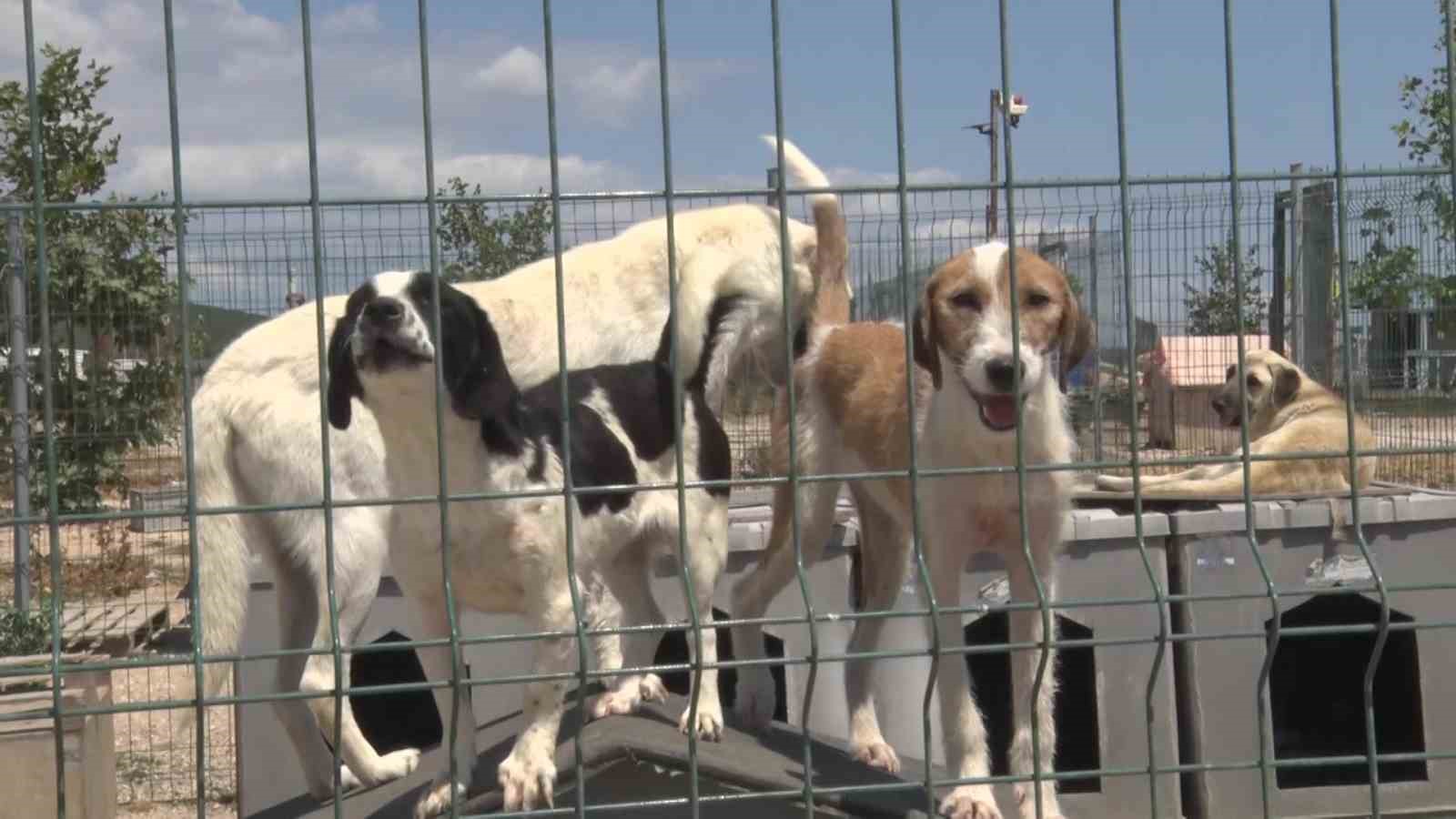 BURSA’NIN NİLÜFER İLÇESİNE BAĞLI GÖLYAZI’DA BİRKAÇ SOKAK KÖPEĞİNİN BESLENMESİYLE BAŞLAYAN GÖNÜLLÜLÜK HAREKETİ, YILLAR İÇERİSİNDE YAKLAŞIK 1200 KÖPEĞİN YAŞAMINI SÜRDÜRDÜĞÜ BİR BARINAĞA DÖNÜŞTÜ.