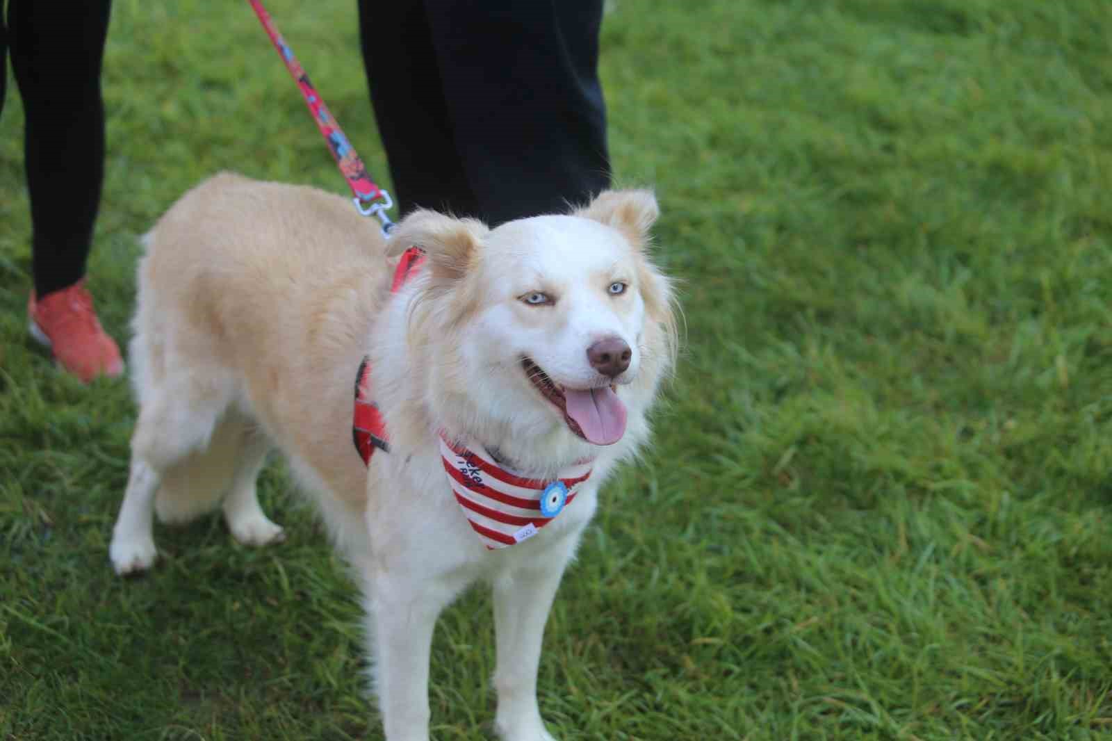 BURSA'DA BU YIL 13'ÜNCÜSÜ DÜZENLENEN EKER I RUN KAPSAMINDA İLK KEZ GERÇEKLEŞTİRİLEN "KÖPEĞİNLE KOŞ" ETKİNLİĞİ, YÜZLERCE HAYVANSEVER İLE PATİLİ DOSTLARINI AYNI PARKURDA BULUŞTURDU.