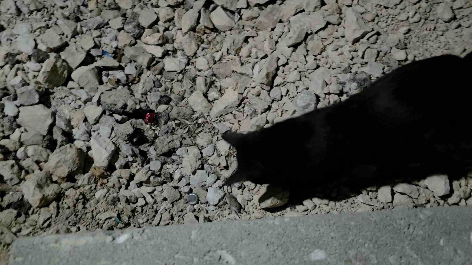 VAN GÖLÜ SAHİLİNDE BİR KEDİNİN YAKALADIĞI FAREYİ HEMEN YEMEK YERİNE SAATLERCE ONUNLA OYNAMASI, ÇEVREDEKİ VATANDAŞLAR TARAFINDAN İLGİYLE İZLENDİ