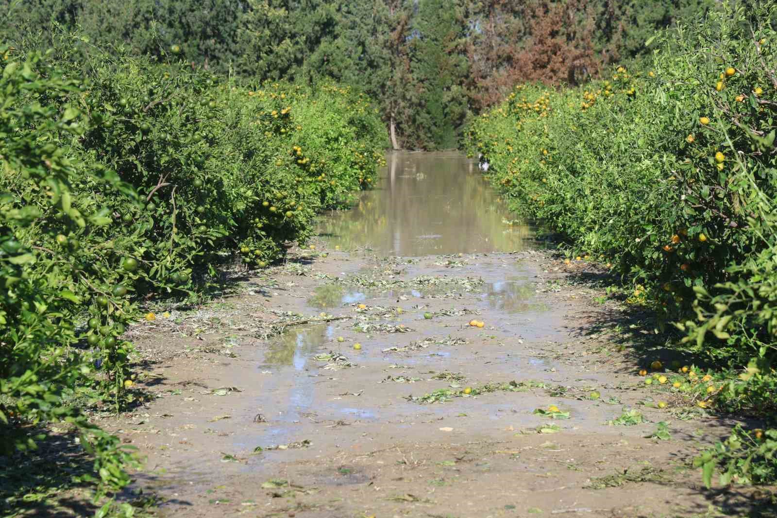 HATAY'IN ARSUZ İLÇESİNDE ETKİLİ OLAN CEVİZ BÜYÜKLÜĞÜNDEKİ DOLU YAĞIŞI, HASADA HAZIRLANAN 25 DÖNÜMLÜK MANDALİNA BAHÇESİNDE BÜYÜK ZARARA YOL AÇTI.
