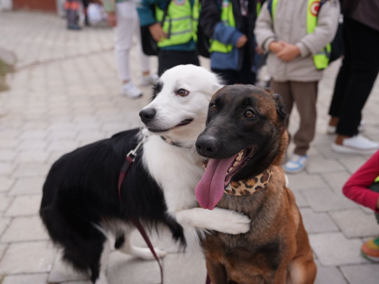 DENİZLİ BÜYÜKŞEHİR BELEDİYESİ, 4 EKİM DÜNYA HAYVANLARI KORUMA GÜNÜ DOLAYISIYLA SOKAK HAYVANLARI BARINMA VE REHABİLİTASYON MERKEZİ’NDE ANLAMLI BİR ETKİNLİĞE EV SAHİPLİĞİ YAPTI. EŞİ NİLGÜN ÇAVUŞOĞLU, PROTOKOL ÜYELERİ VE ÇOCUKLARLA BİRLİKTE TESİSİ GEZEN BAŞKAN BÜLENT NURİ ÇAVUŞOĞLU, "ŞEHRİMİZİ BERABER PAYLAŞTIĞIMIZ CAN DOSTLARIMIZA YALNIZCA BUGÜN DEĞİL, HER ZAMAN SAHİP ÇIKMAYA DEVAM EDECEĞİZ" DEDİ.