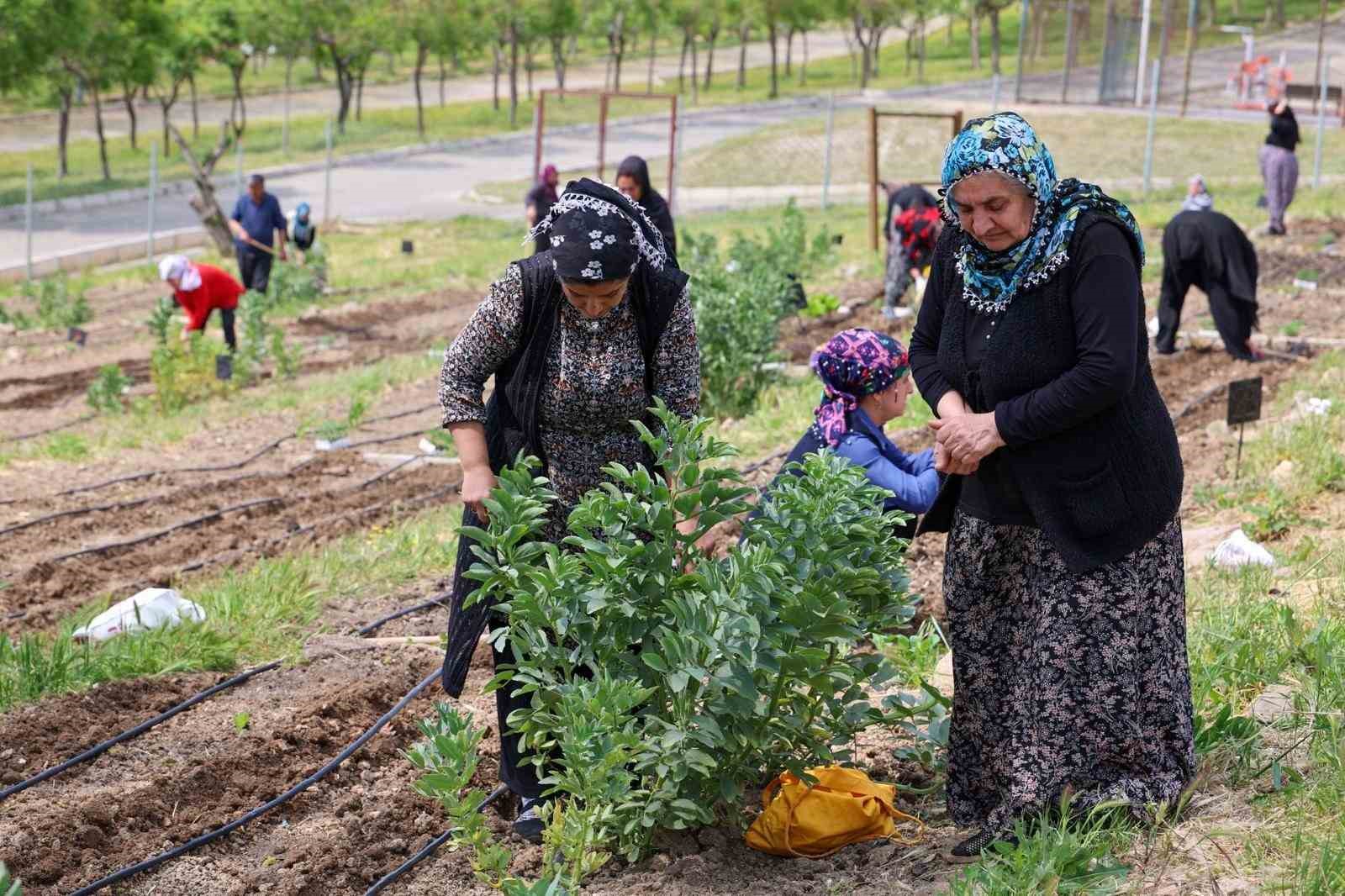 İZMİR BÜYÜKŞEHİR BELEDİYESİ'NİN KENT İÇİNDE TARIMI TEŞVİK EDEN VE KADIN EMEĞİNİ MERKEZE ALAN MAHALLE BOSTANLARI PROJESİNDE YAZ HASADI DEVAM EDİYOR.