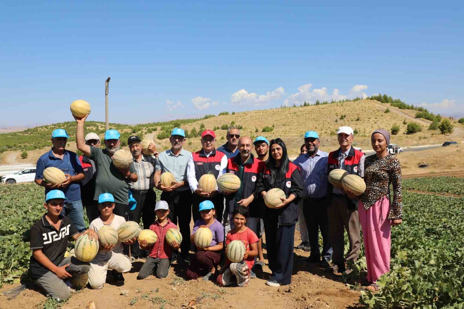 ELAZIĞ’DA KAVUN HASADI BAŞLARKEN BU YIL YAKLAŞIK 20 TON HASAT BEKLEDİĞİ BİLDİRİLDİ