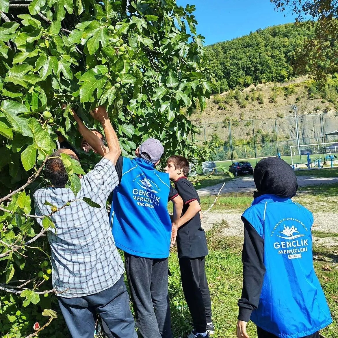 SİNOP’UN ERFELEK İLÇESİNDE DÜZENLENEN HASAT ETKİNLİĞİNDE BİR ARAYA GELEN GENÇLER, DALINDAN TOPLADIKLARI İNCİR VE CEVİZLERİ HEM TATTI HEM DE ÜRETİME KATKI SUNDU.