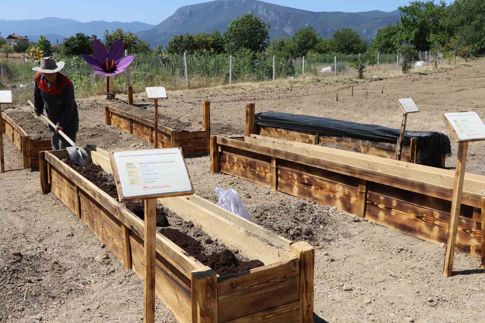 "DÜNYANIN EN PAHALI BAHARATI" OLARAK BİLİNEN SAFRANBOLU SAFRANIN TOPRAK ALTI ZARARLILARDAN KORUNMASI VE ÜRETİMİNİN ARTIRILMASI İÇİN 7 ADET AR-GE PROJESİ GELİŞTİRİLDİ.