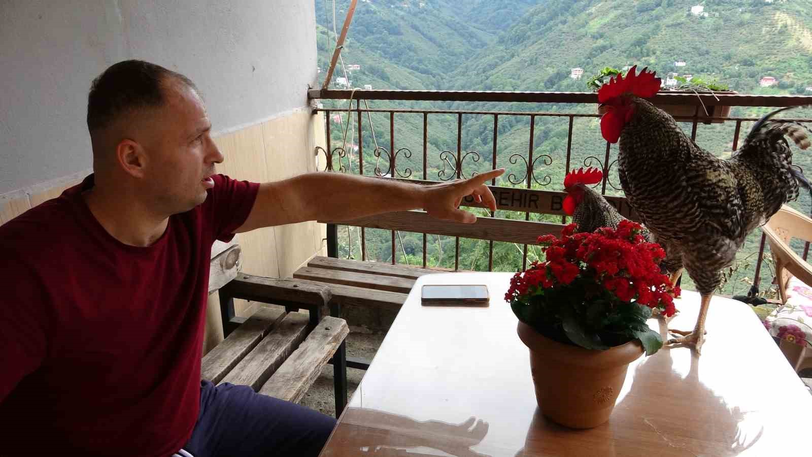 GÖKHAN KUM,  15 GÜNDE EĞİTTİĞİ HOROZLARINI KOMUTLA YÖNETEREK ÖTMELERİNİ SAĞLADI.