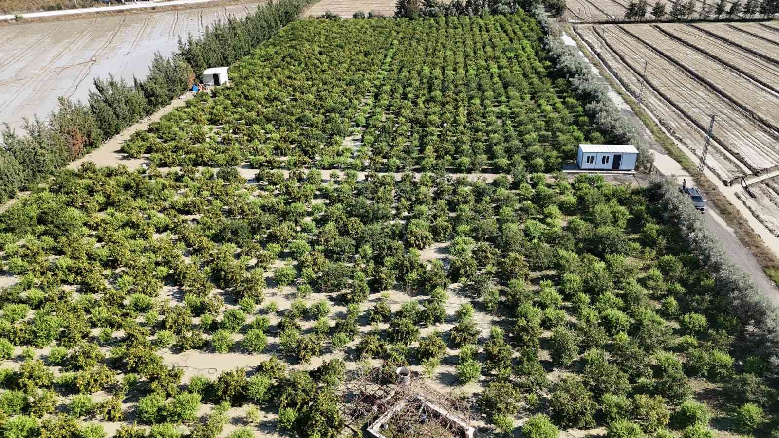 HATAY'IN ARSUZ İLÇESİNDE ETKİLİ OLAN CEVİZ BÜYÜKLÜĞÜNDEKİ DOLU YAĞIŞI, HASADA HAZIRLANAN 25 DÖNÜMLÜK MANDALİNA BAHÇESİNDE BÜYÜK ZARARA YOL AÇTI.