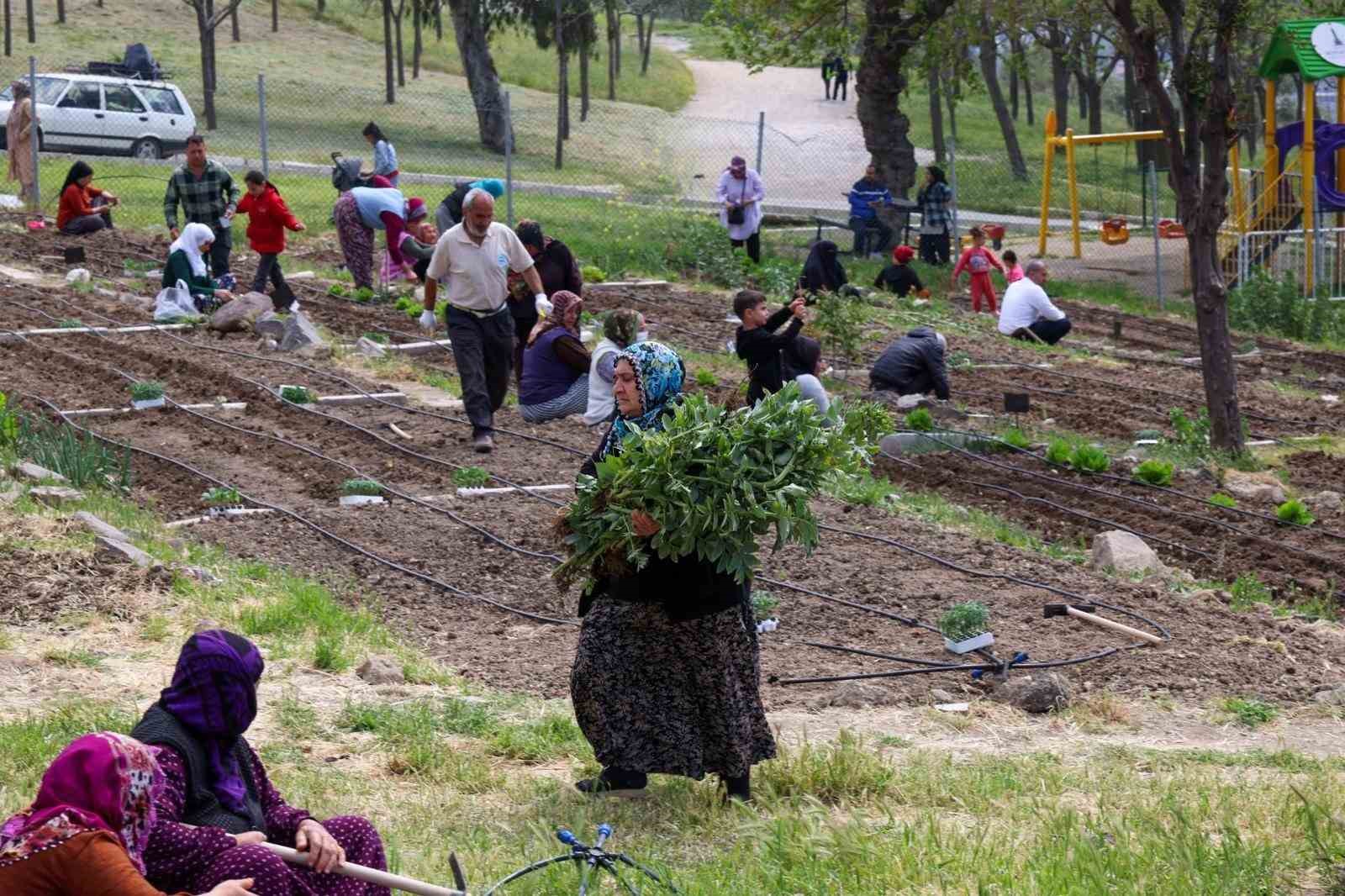 İZMİR BÜYÜKŞEHİR BELEDİYESİ'NİN KENT İÇİNDE TARIMI TEŞVİK EDEN VE KADIN EMEĞİNİ MERKEZE ALAN MAHALLE BOSTANLARI PROJESİNDE YAZ HASADI DEVAM EDİYOR.