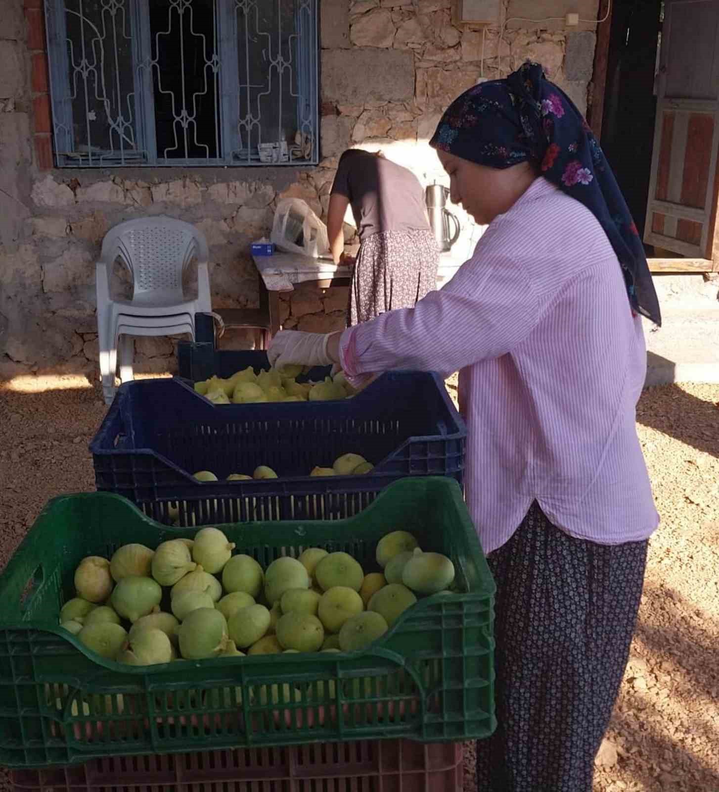 MERSİN’İN MUT İLÇESİNDE KENDİNE ÖZGÜ TADI VE AROMASIYLA ÖNE ÇIKAN BEYAZ İNCİRDE BU YIL VERİM DÜŞÜKLÜĞÜ YAŞANIYOR