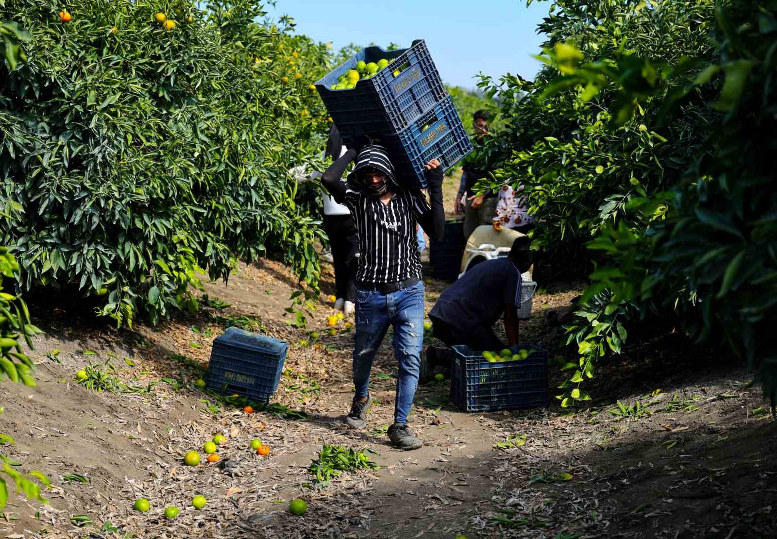 ADANA'DA MANDALİNA HASADI BAŞLADI