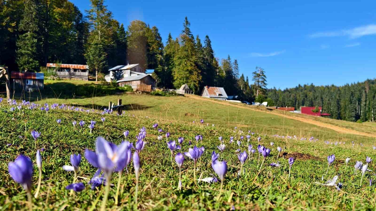 DÜZCE’NİN YAYLALARINDA SONBAHARIN GELİŞİYLE BİRLİKTE GÜZ ÇİĞDEMLERİ ÇİÇEK AÇMAYA BAŞLADI. MOR VE LİLA TONLARIYLA YAYLALARI RENKLENDİREN ÇİÇEKLER, DÜZCE İL KÜLTÜR VE TURİZM MÜDÜRLÜĞÜ EKİPLERİ TARAFINDAN GÖRÜNTÜLENDİ.