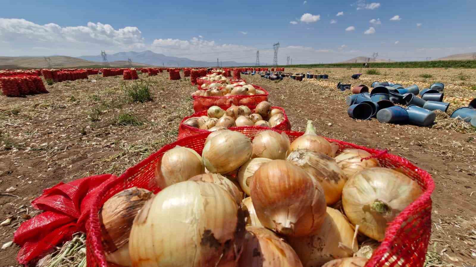 KARAMAN’DA SÖKÜMÜ YAPILMAYA BAŞLANAN YAZLIK SOĞAN, VERİMİ VE FİYATIYLA ÜRETİCİSİNİN YÜZÜNÜ GÜLDÜRÜYOR.