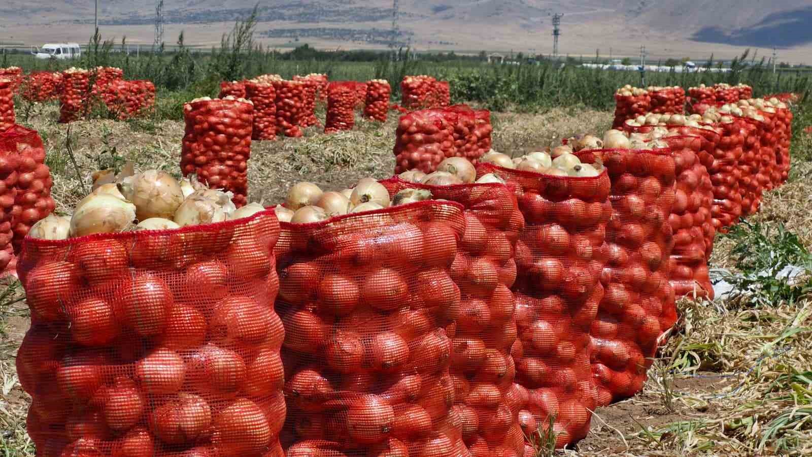 KARAMAN’DA SÖKÜMÜ YAPILMAYA BAŞLANAN YAZLIK SOĞAN, VERİMİ VE FİYATIYLA ÜRETİCİSİNİN YÜZÜNÜ GÜLDÜRÜYOR.