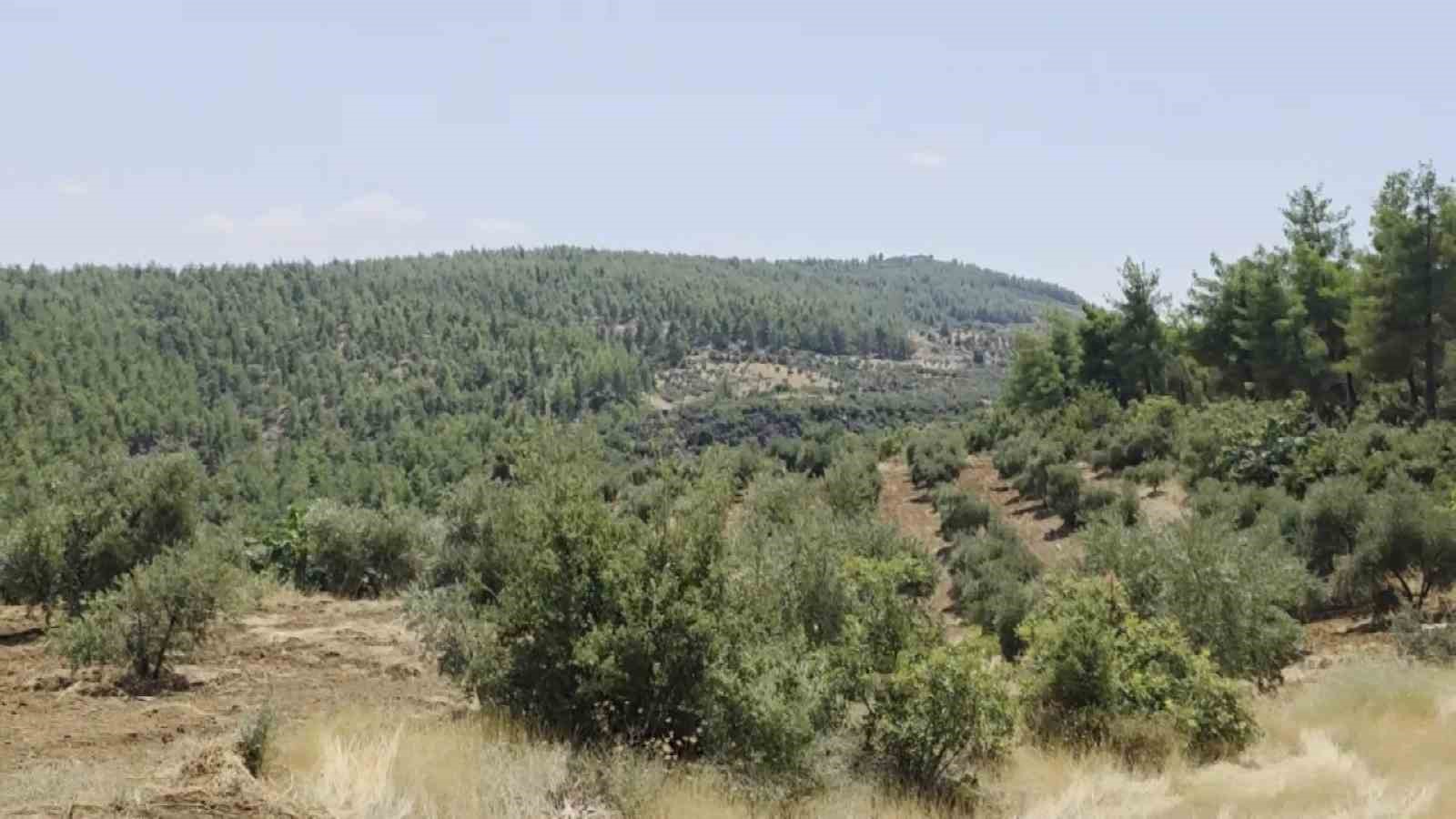 ARAZİ