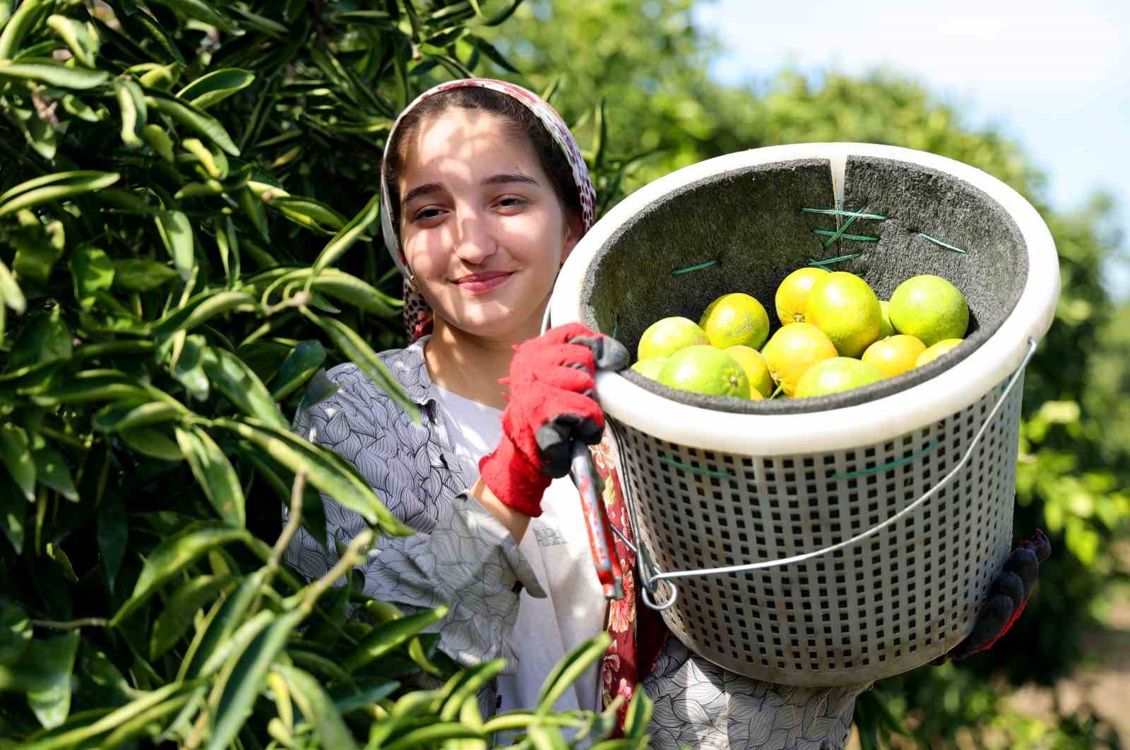 ADANA'DA MANDALİNA HASADI BAŞLADI