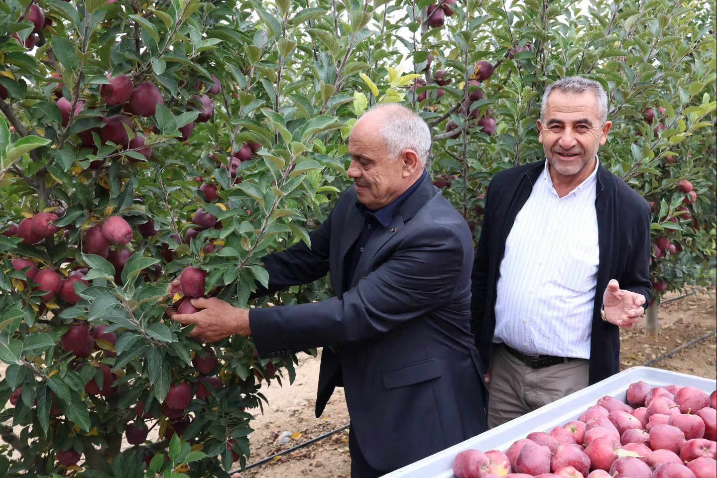 TÜRKİYE'NİN ÖNEMLİ ELMA ÜRETİM MERKEZLERİNDEN OLAN KAYSERİ'NİN YAHYALI İLÇESİNDE ELMA HASADI BAŞLADI.