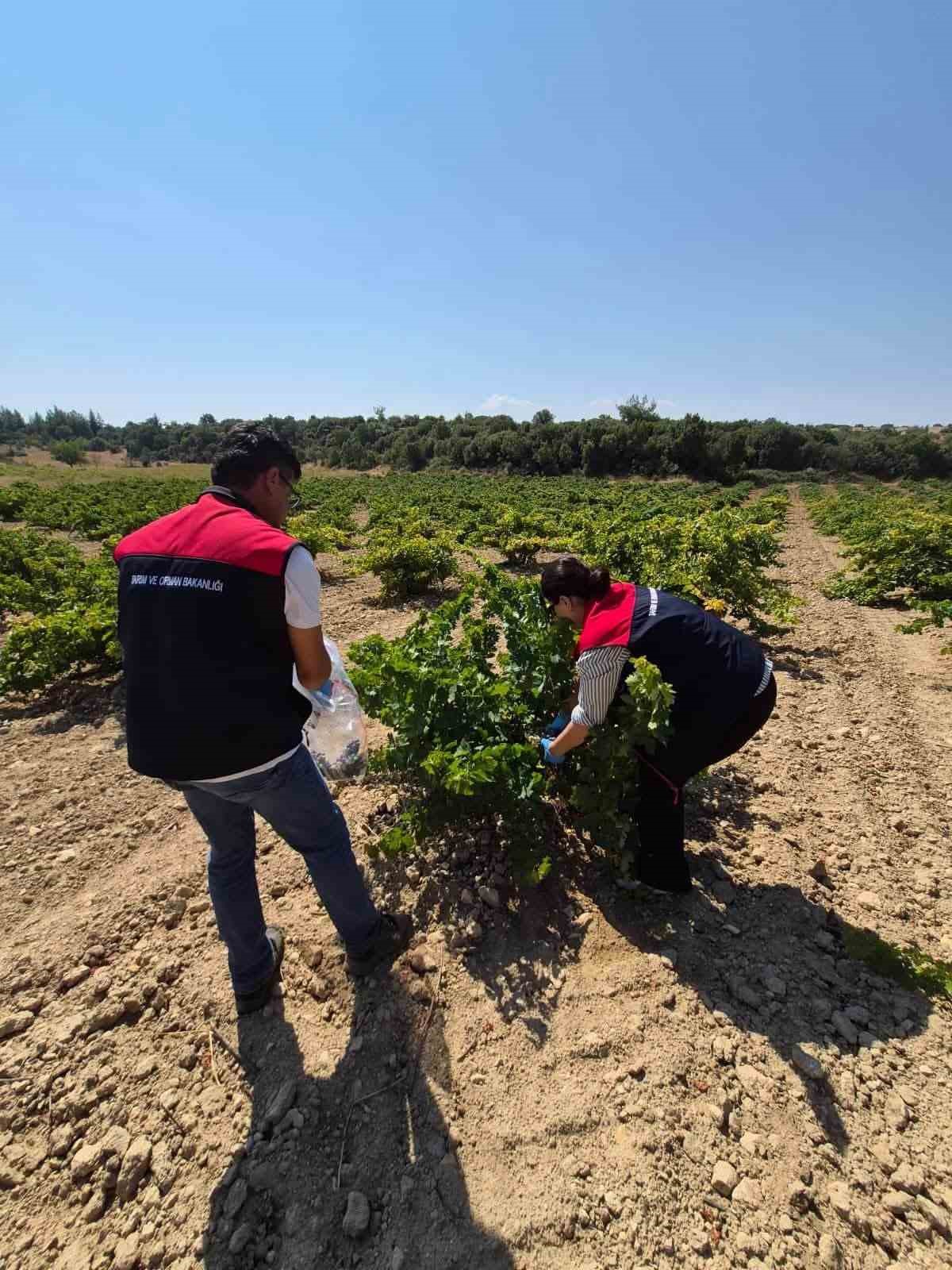 DENİZLİ’NİN BEKİLLİ İLÇESİNDE ÜZÜM HASADI ÖNCESİ ÖNEMLİ BİR ÇALIŞMA BAŞLATILDI. İLÇE TARIM VE ORMAN MÜDÜRLÜĞÜ EKİPLERİ, BAĞLARA GİREREK ÜRÜNLERDEN NUMUNE ALMAYA BAŞLADI. ALINAN ÜZÜMLER, PESTİSİT KALINTISI AÇISINDAN LABORATUVARDA İNCELENECEK.