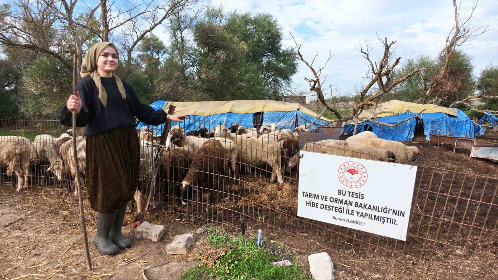 BALIKESİR´İN ALTIEYLÜL İLÇESİNDE YAŞAYAN VETERİNER TEKNİKERİ 25 YAŞINDAKİ SUEDA DEMİRCİ, DEVLET DESTEĞİYLE BAŞLADIĞI KOYUN YETİŞTİRİCİLİĞİNDE KISA SÜREDE ÖNEMLİ BİR BAŞARI ELDE ETTİ.