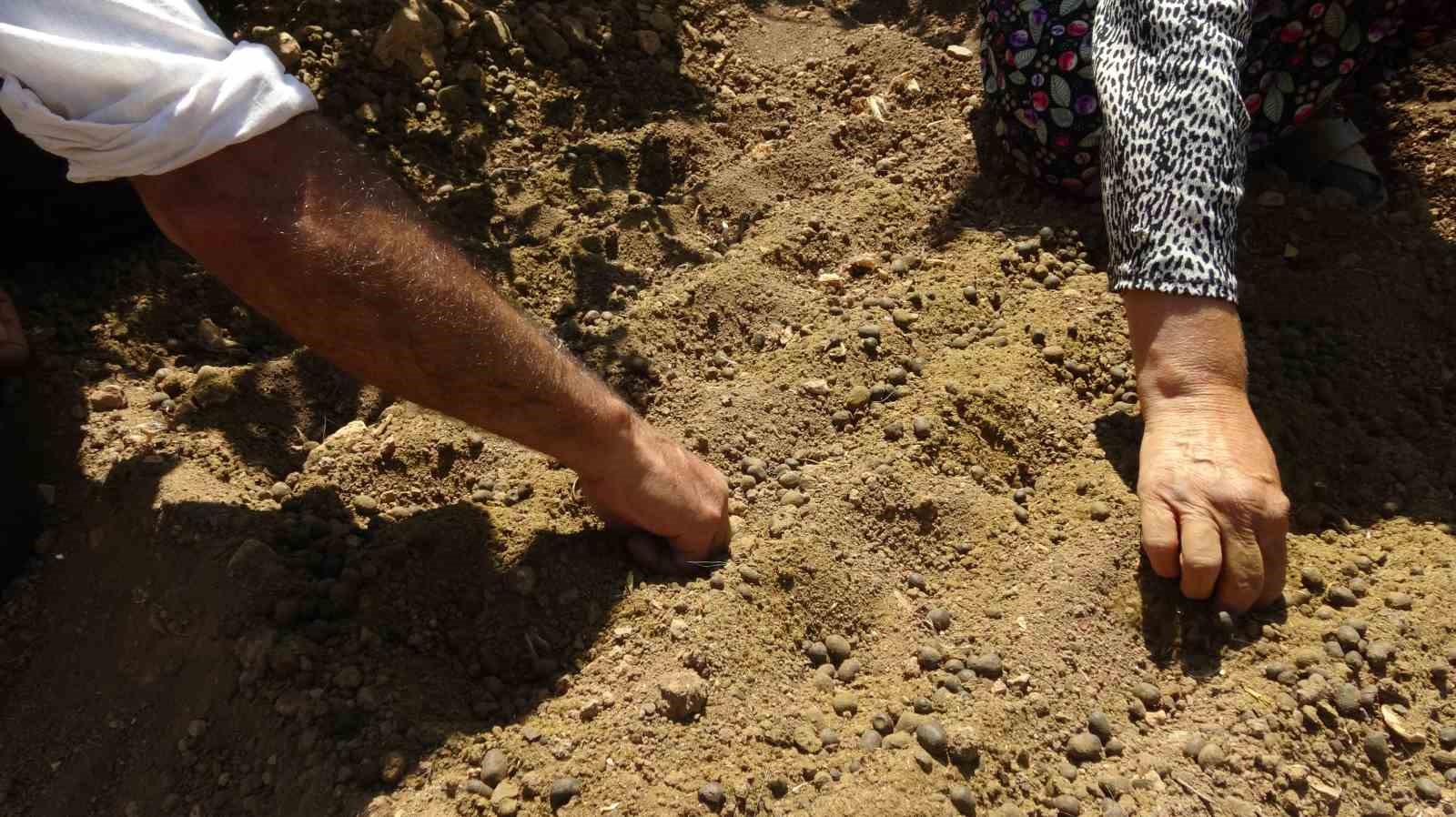 BATMAN'IN GERCÜŞ İLÇESİNE BAĞLI POYRAZ KÖYÜNDE YAŞAYAN ÇİFTÇİ MEHMET SALİH DEMİR, İNTERNETTE GÖRDÜĞÜ SAFRAN BİTKİSİNİ MERAK EDEREK BAŞLADIĞI DENEME EKİMİNDEN YÜKSEK VERİM ALDI.