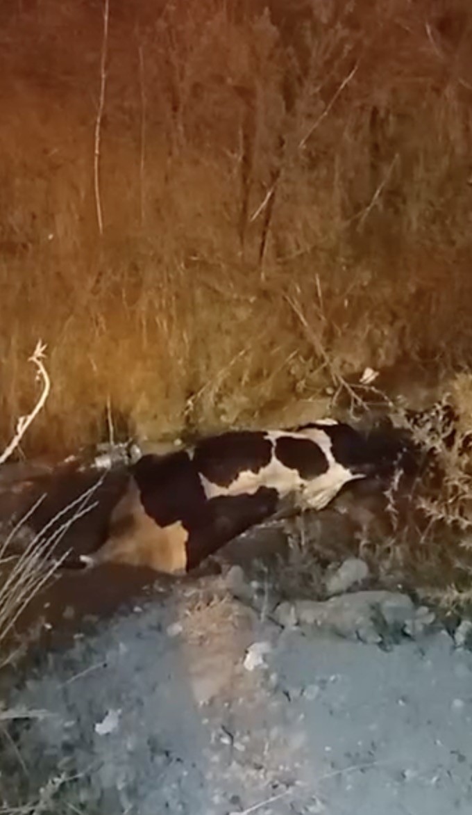 ARNAVUTKÖY’DE DERE İÇERİSİNDEKİ BATAKLIĞA SAPLANAN İNEK, VATANDAŞLARIN ÇABALARIYLA KURTARILAMAYINCA İŞ MAKİNELERİ DEVREYE GİRDİ. YAKLAŞIK 2 SAAT SÜREN ZORLU ÇALIŞMA SONUCUNDA İŞ MAKİNELERİNİN YARDIMIYLA BATAKLIKTAN ÇIKARILAN İNEK KURTARILDI.