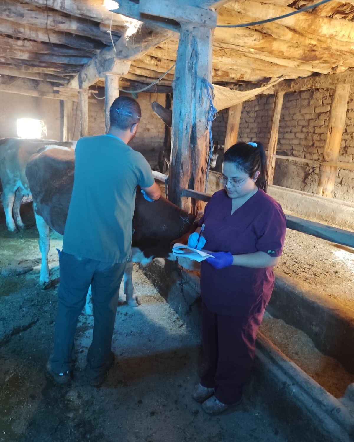 SİVAS’TA ŞAP HASTALIĞIYLA MÜCADELE KAPSAMINDA 350 BİN BÜYÜKBAŞ HAYVANIN AŞILANMASI VE KÜPELENMESİ İÇİN ÇALIŞMA YÜRÜTÜLÜYOR.