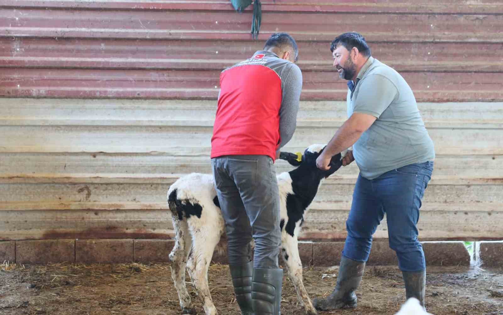MUĞLA İL TARIM VE ORMAN MÜDÜRLÜĞÜ TARAFINDAN, HAYVANCILIK İŞLETMELERİNDE VERİMLİLİĞİN ARTIRILMASI VE BUZAĞI KAYIPLARININ EN DÜŞÜK SEVİYEYE İNDİRİLMESİ AMACIYLA "YENİ DOĞAN BUZAĞI BAKIMI PROJESİ" HAYATA GEÇİRİLİYOR.