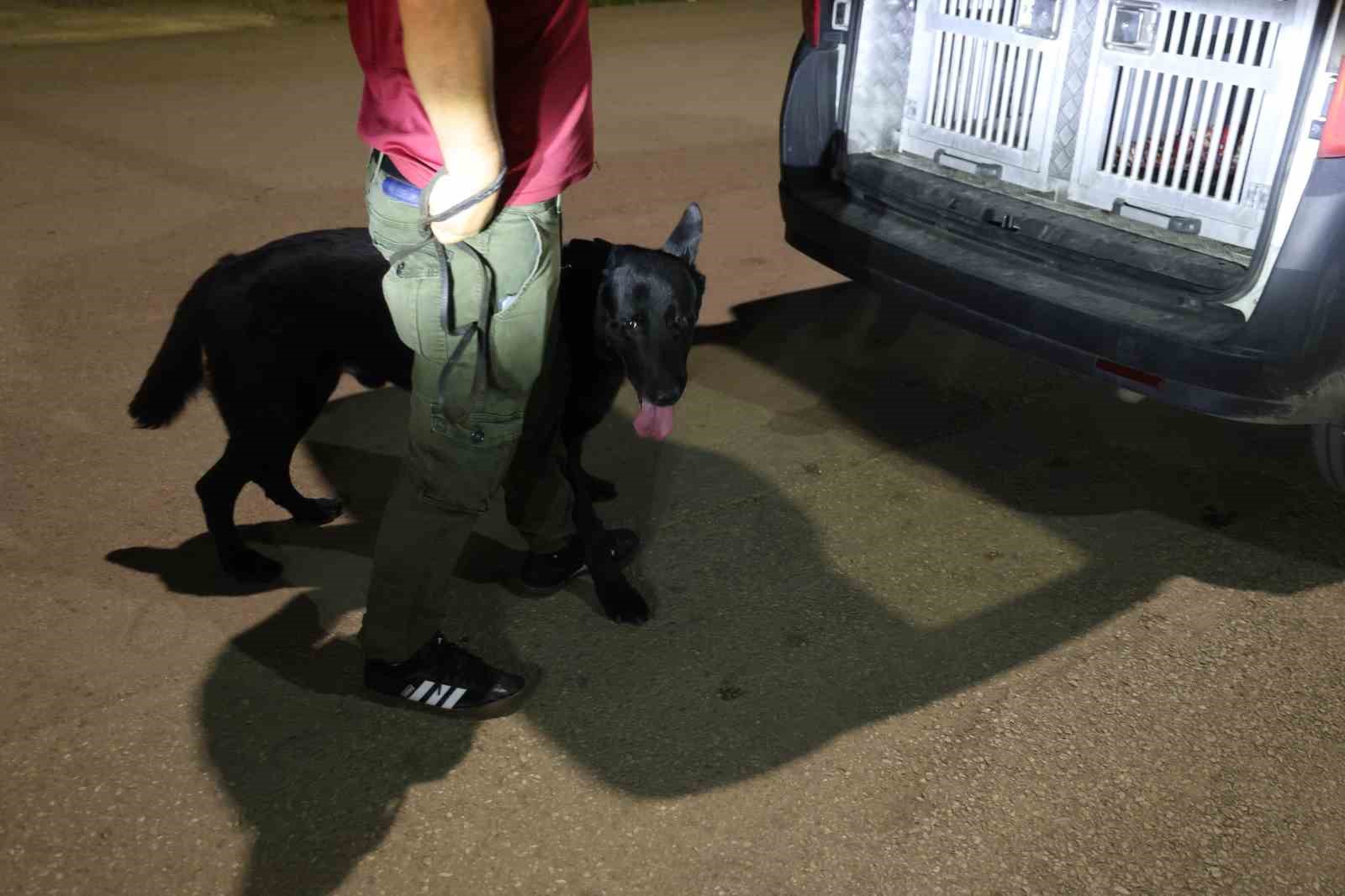 NARKOTİK KÖPEĞİ ARAÇTAN İNERKEN