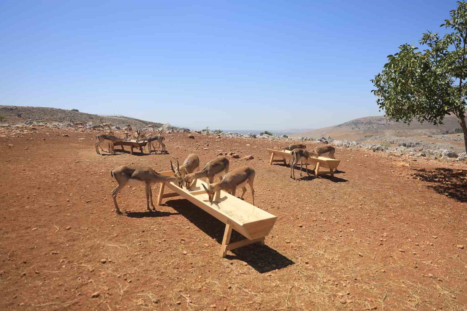 KORUMA ALTINDAKİ DAĞ CEYLANLARI(ARŞİV)