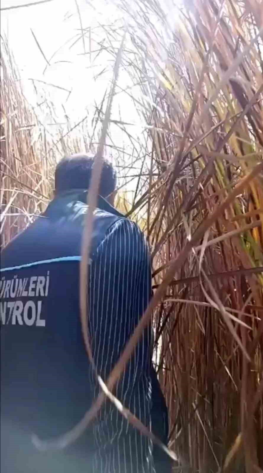 HAKKARİ'NİN YÜKSEKOVA İLÇESİNDE KURAKLIK NEDENİYLE SU SEVİYESİ DÜŞEN NEHİL SAZLIĞI’NDA ÇAMUR İÇERİSİNDE KIVRANAN BALIKLAR İÇİN TANKER TANKER SU TAŞINDI.