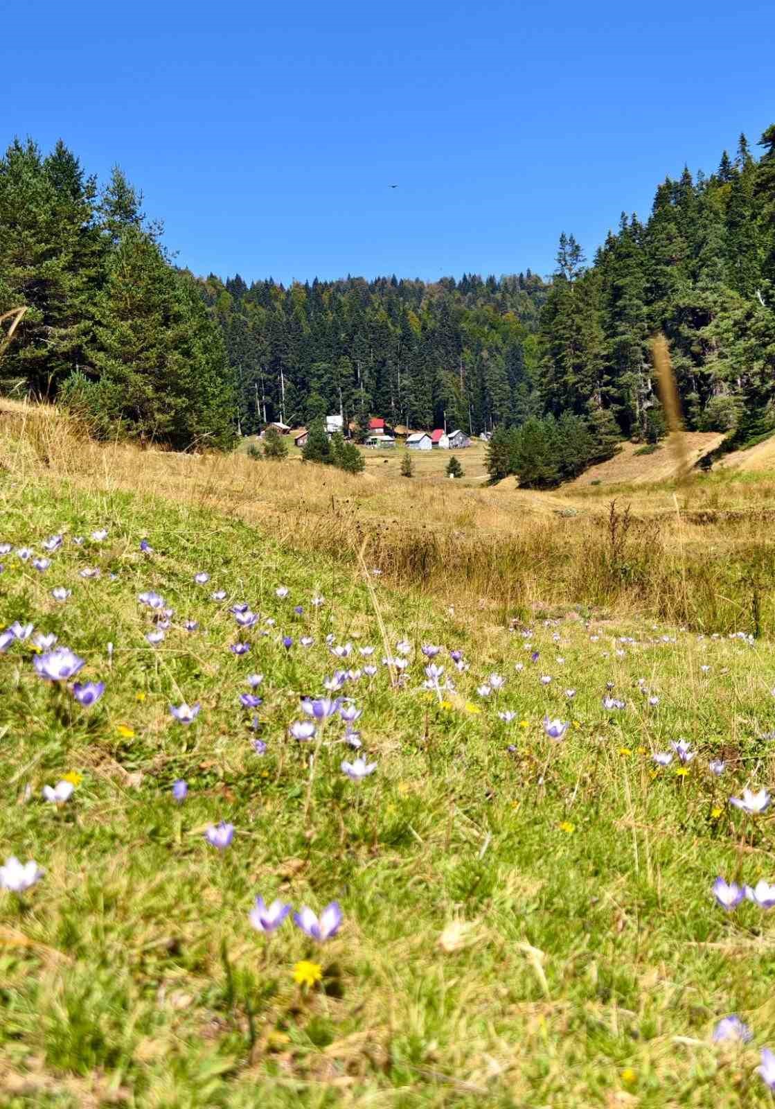 DÜZCE’NİN YAYLALARINDA SONBAHARIN GELİŞİYLE BİRLİKTE GÜZ ÇİĞDEMLERİ ÇİÇEK AÇMAYA BAŞLADI. MOR VE LİLA TONLARIYLA YAYLALARI RENKLENDİREN ÇİÇEKLER, DÜZCE İL KÜLTÜR VE TURİZM MÜDÜRLÜĞÜ EKİPLERİ TARAFINDAN GÖRÜNTÜLENDİ.