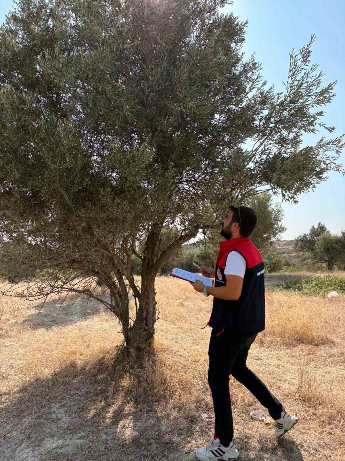 SARAYKÖY’DE PAMUK, ZEYTİN VE YAĞLIK AYÇİÇEĞİ ÜRETİMİNE SAHA KONTROLÜ
