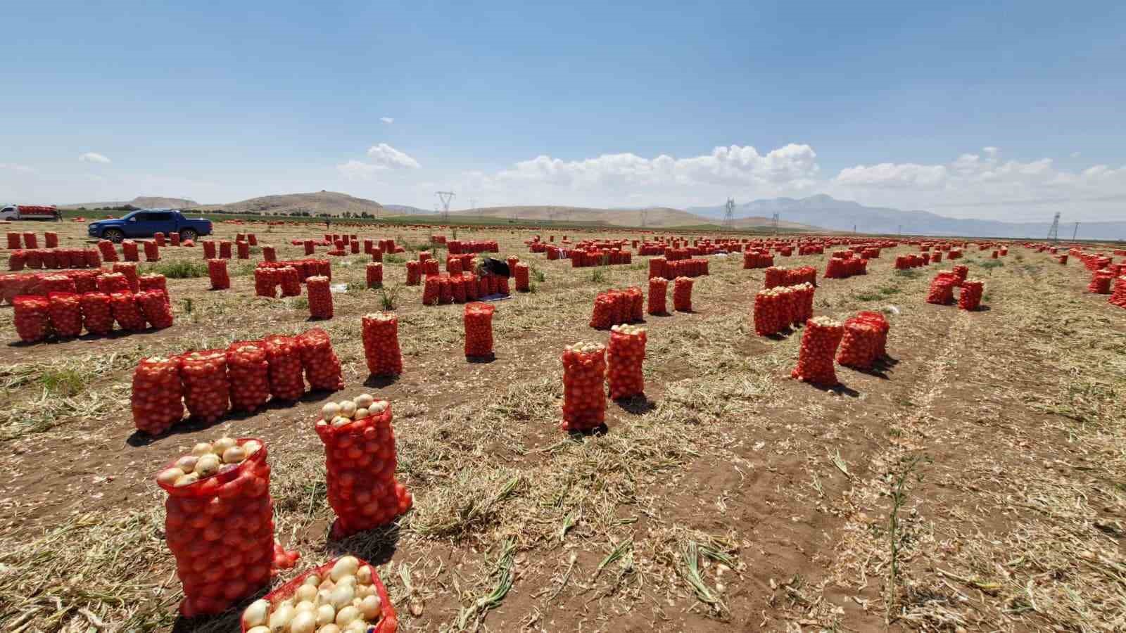 KARAMAN’DA SÖKÜMÜ YAPILMAYA BAŞLANAN YAZLIK SOĞAN, VERİMİ VE FİYATIYLA ÜRETİCİSİNİN YÜZÜNÜ GÜLDÜRÜYOR.