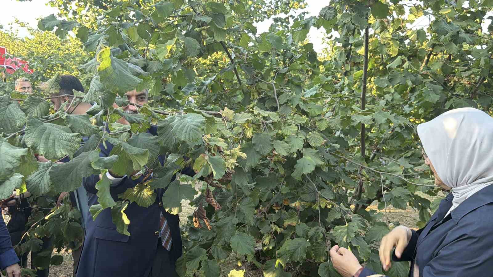 DÜZCE VALİSİ MEHMET MAKAS'IN FINDIK TOPLAMASI