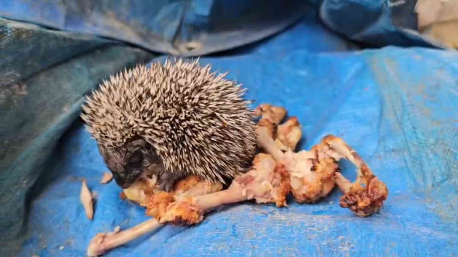 BOLU’DA BAHÇESİNDE MANGAL YAPAN VATANDAŞ, ÇİMLERİN ÜZERİNDE GÖRDÜĞÜ YAVRU KİRPİYİ TAVUK KANADIYLA BESLEDİ. KİRPİNİN VATANDAŞIN ELİNDEN ÇEKİNMEDEN YEMEK YEMESİ CEP TELEFONU KAMERASINA YANSIDI.