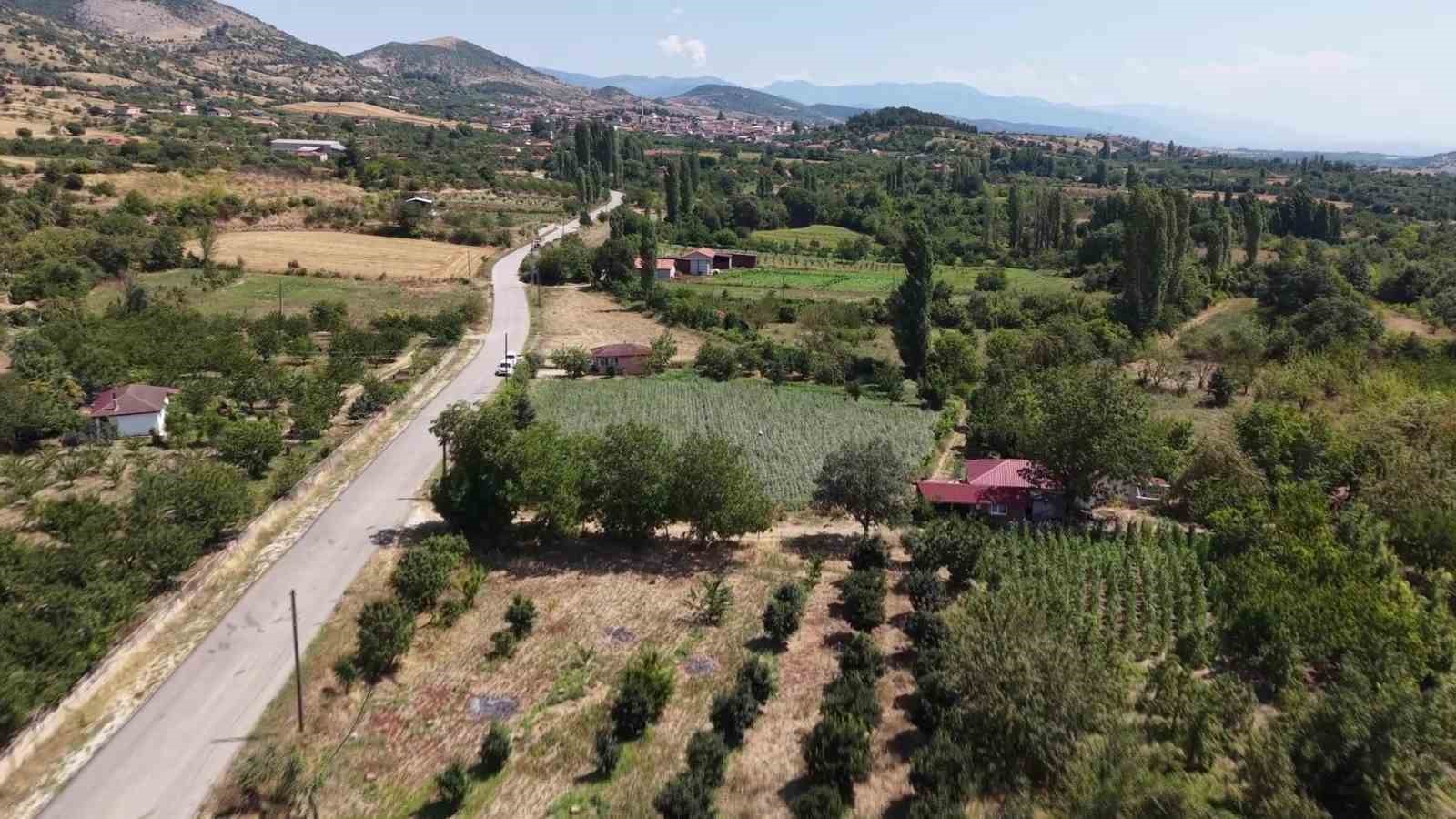 AMASYA’NIN ‘TESCİLLİ SARI ALTINI’ ÇİÇEK BAMYASI HASADI DEVAM EDİYOR