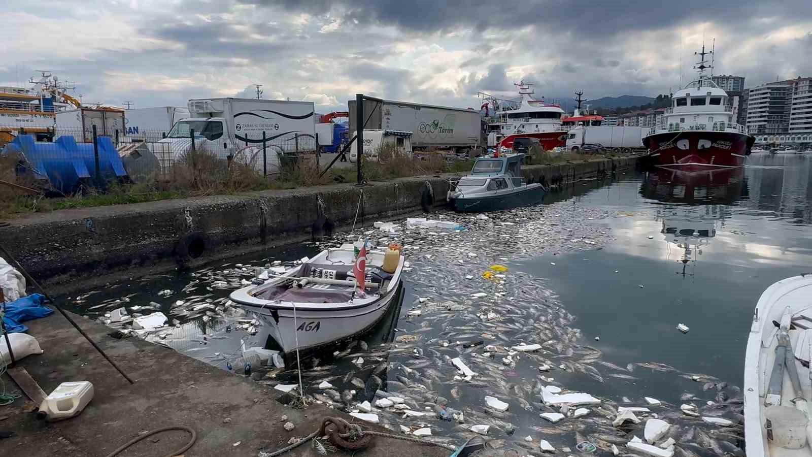 RİZE’NİN PAZAR İLÇESİNDE AŞIRI AVLANMA SONRASI DENİZE DÖKÜLEN EZİLMİŞ PALAMUTLARIN YOL AÇTIĞI KİRLİLİK VE AĞIR KOKU, PAZAR BELEDİYESİ İLE KİRAZLIK BALIKÇI BARINAKLARI KOOPERATİFİ EKİPLERİNİN ORTAK TEMİZLİK ÇALIŞMASIYLA GİDERİLDİ.
