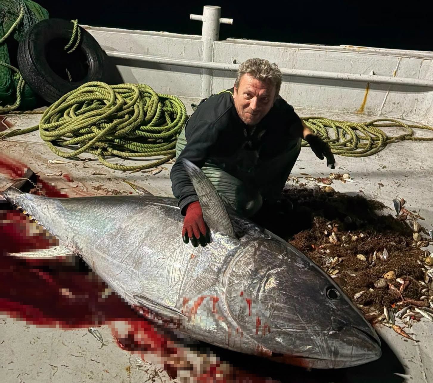 SAROS KÖRFEZİ’NE AÇILAN BALIKÇILAR, 175 KİLOGRAM AĞIRLIĞINDA VE 2 METRE UZUNLUĞUNDA ORKİNOS YAKALADI.