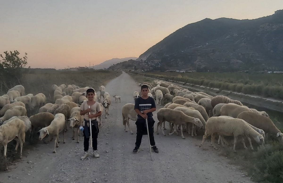 AYDIN’IN SÖKE İLÇESİNDE AZMAK KIYISINDA KOYUNLARINI OTLATAN SELAMİ GÜNDÜZ TARAFINDAN YARALI HALDE BULUNAN NADİR TÜRLERDEN KARALEYLEK, EKİPLER TARAFINDAN TEDAVİ ALTINA ALINDI.