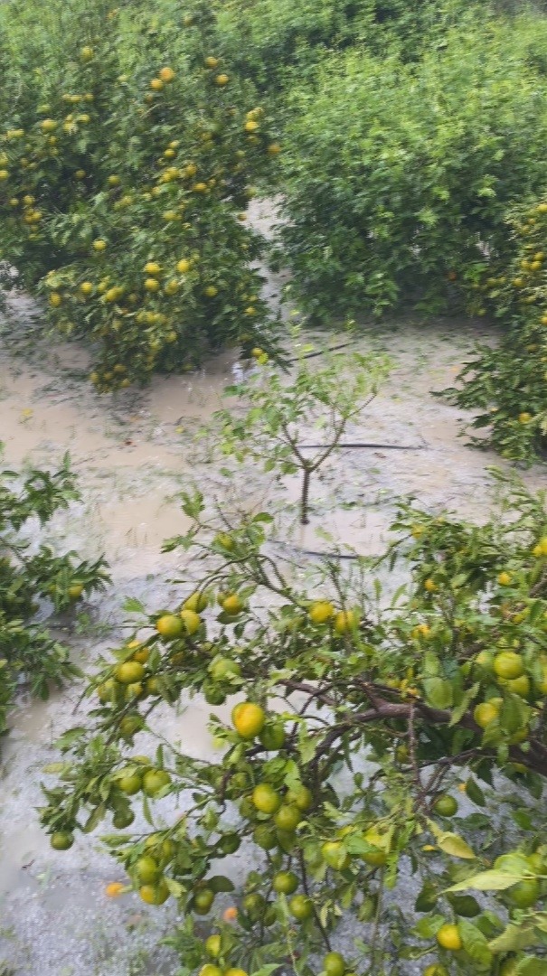 HATAY'IN ARSUZ İLÇESİNDE ETKİLİ OLAN CEVİZ BÜYÜKLÜĞÜNDEKİ DOLU YAĞIŞI, HASADA HAZIRLANAN 25 DÖNÜMLÜK MANDALİNA BAHÇESİNDE BÜYÜK ZARARA YOL AÇTI.