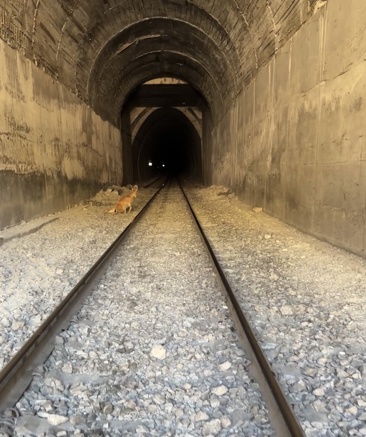 ELAZIĞ’DA TÜNELE GİREN DAĞ KEÇİLERİNE TREN ÇARPTI. OLAYDA BİR KEÇİ TELEF OLURKEN DİĞERİ İSE YARALANDI.