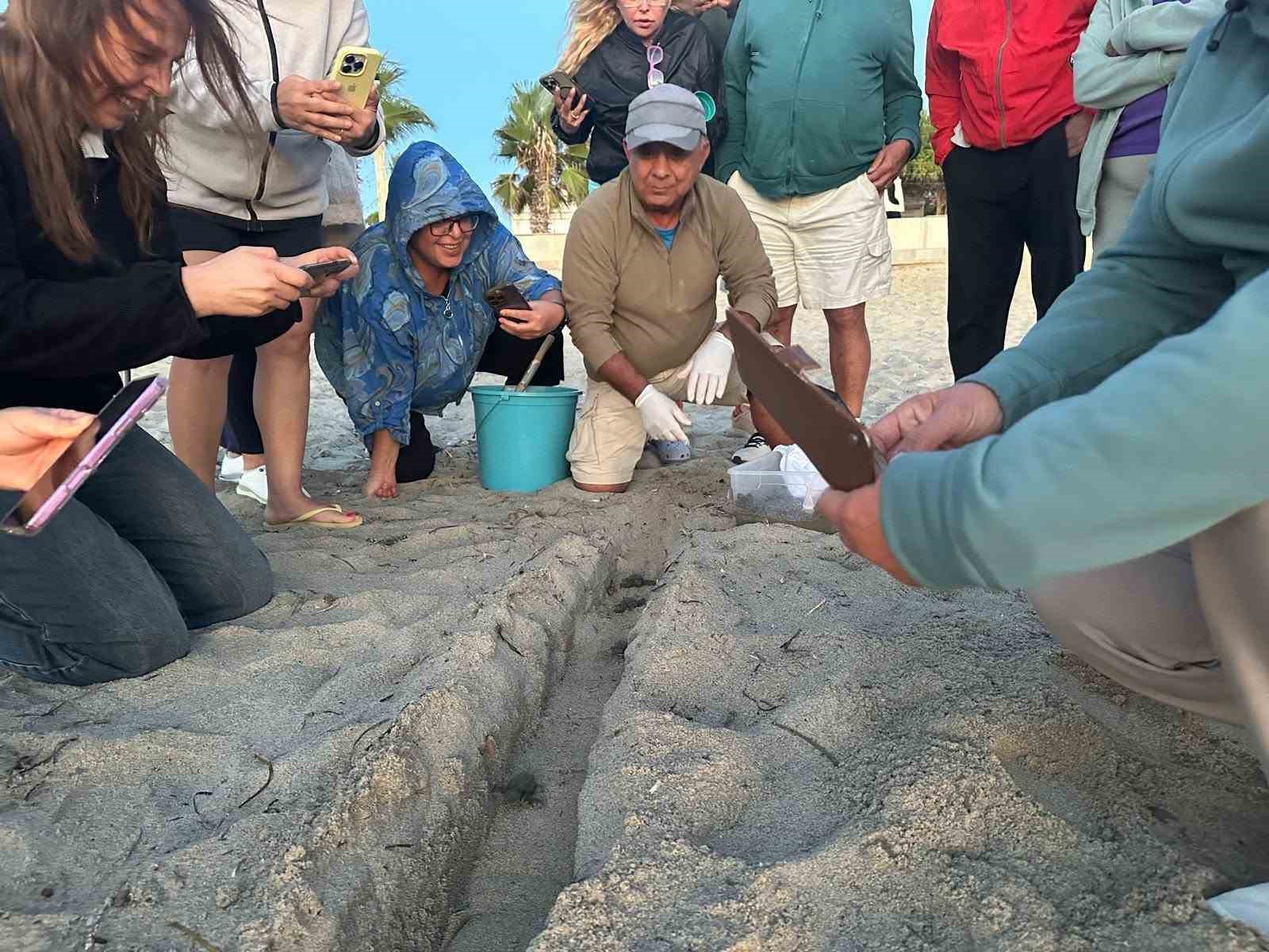 KUŞADASI’NDA SEL SULARININ ALTINDA KALAN ALANDA SÜRPRİZ ŞEKİLDE TESPİT EDİLEN CARETTA CARETTA YUVASINDAN 67 YAVRU ÇIKTI.