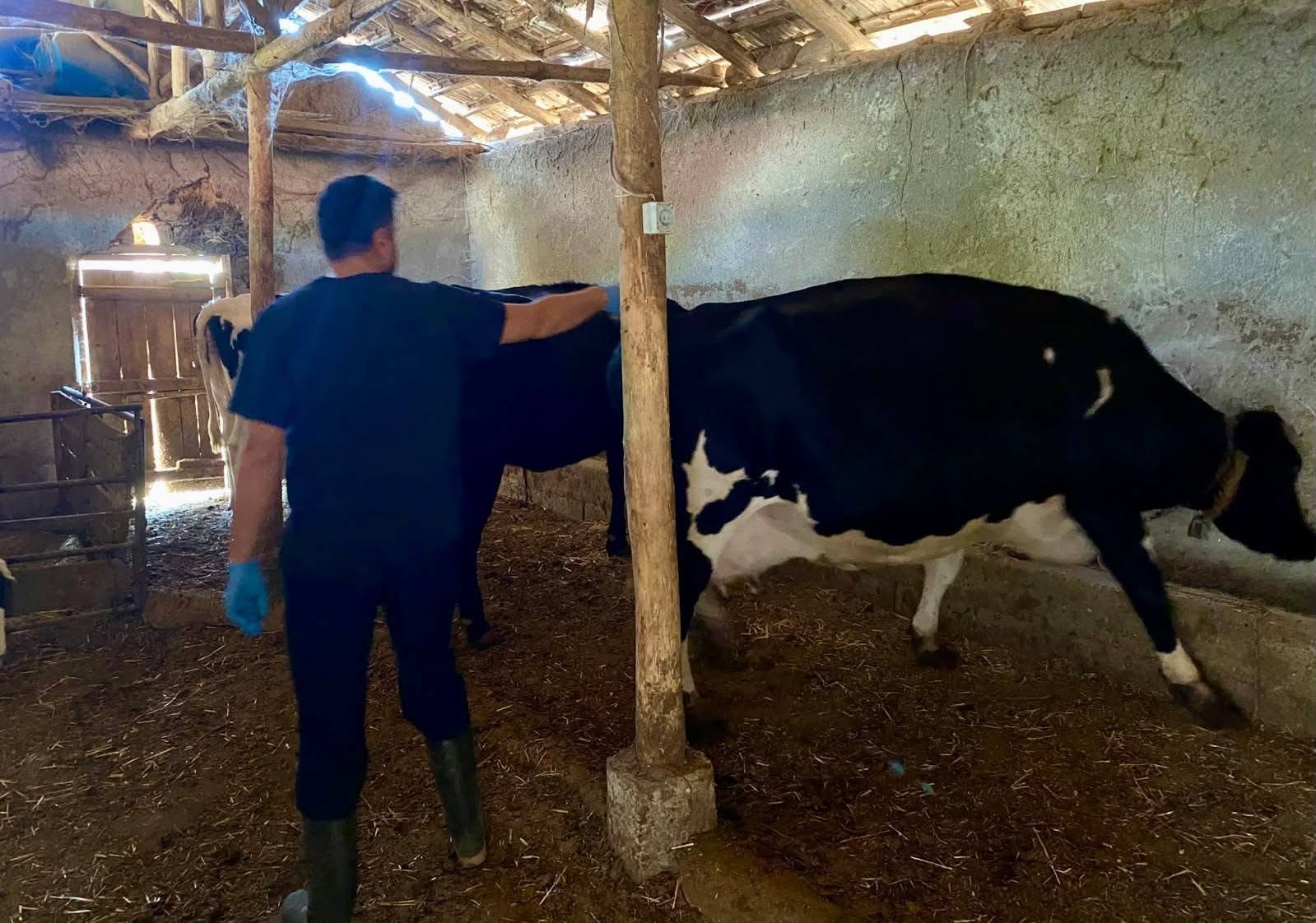 AFYONKARAHİSAR’IN DAZKIRI İLÇESİNDE HAYVAN SAĞLIĞININ KORUNMASI VE BULAŞICI HAYVAN HASTALIKLARININ ÖNLENMESİ AMACIYLA BÜYÜKBAŞ HAYVANLARA YÖNELİK ŞAP AŞILAMA ÇALIŞMASI BAŞLATILDI.