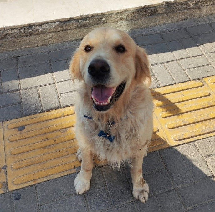 MERSİN'İN SİLİFKE İLÇESİNDE OTOMOBİLLE EZİLEN SAHİPLİ KÖPEK TEDAVİ ALTINA ALINDI ANCAK BİR HAFTA SONRA ÖLDÜ. KÖPEĞİ EZEN İÇİNDE 3 KİŞİNİN OLDUĞU OTOMOBİLİN O ANLARI İSE KAMERAYA YANSIDIĞI ORTAYA ÇIKTI.