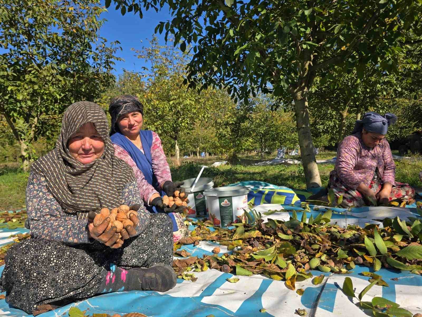 BALIKESİR'İN SINDIRGI İLÇESİNDE CEVİZ HASADI DEVAM EDERKEN, BU YIL REKOLTENİN YÜKSEK OLMASI ÜRETİCİLERİ SEVİNDİRDİ.
