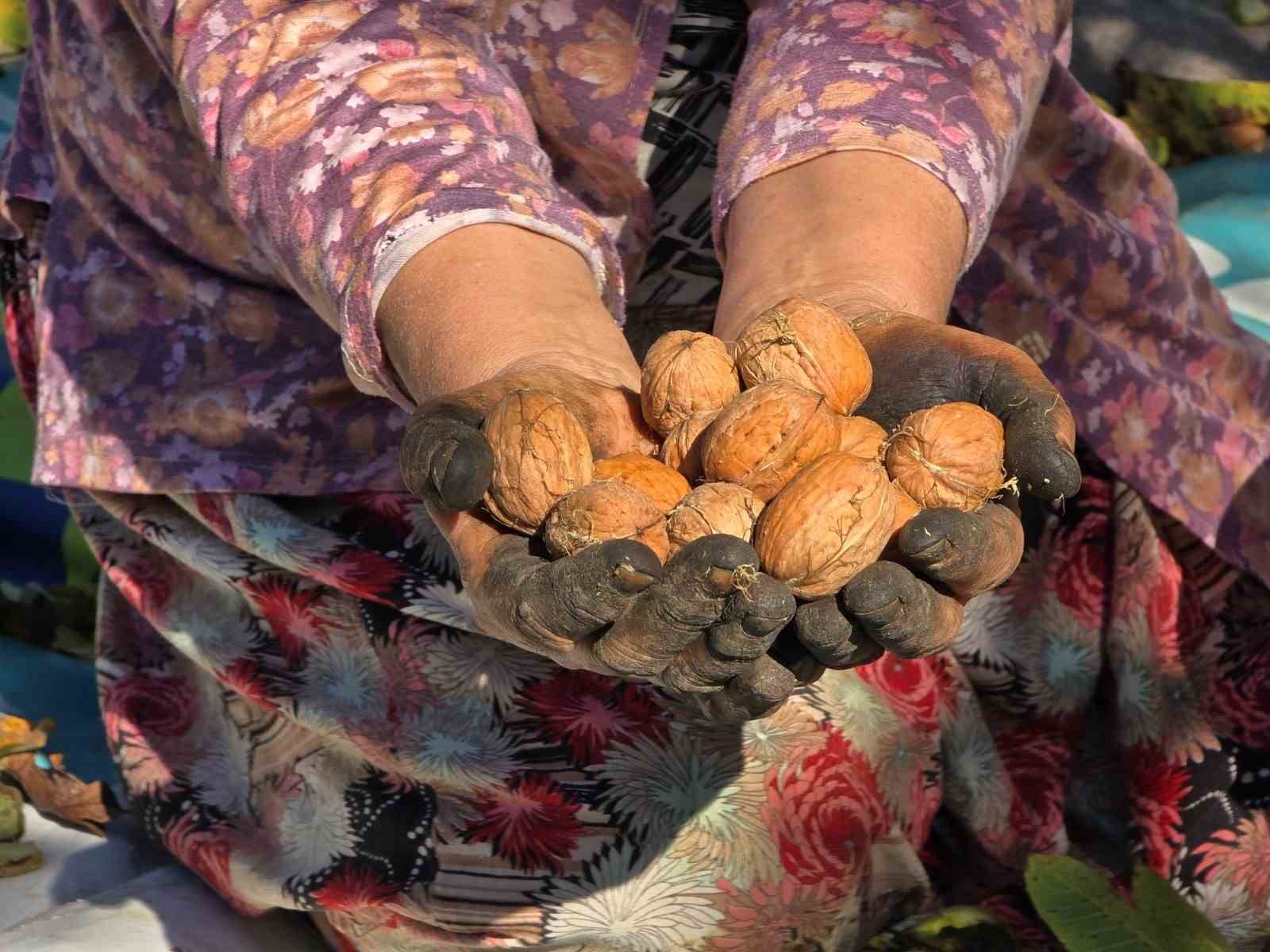 BALIKESİR'İN SINDIRGI İLÇESİNDE CEVİZ HASADI DEVAM EDERKEN, BU YIL REKOLTENİN YÜKSEK OLMASI ÜRETİCİLERİ SEVİNDİRDİ.