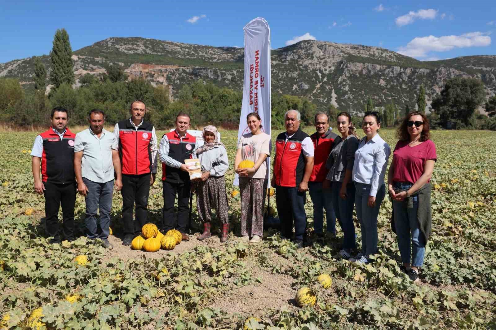 MENTEŞE’DE YAYLA KAVUNU VE ATA SEBZELERİNİN HASADI YAPILDI