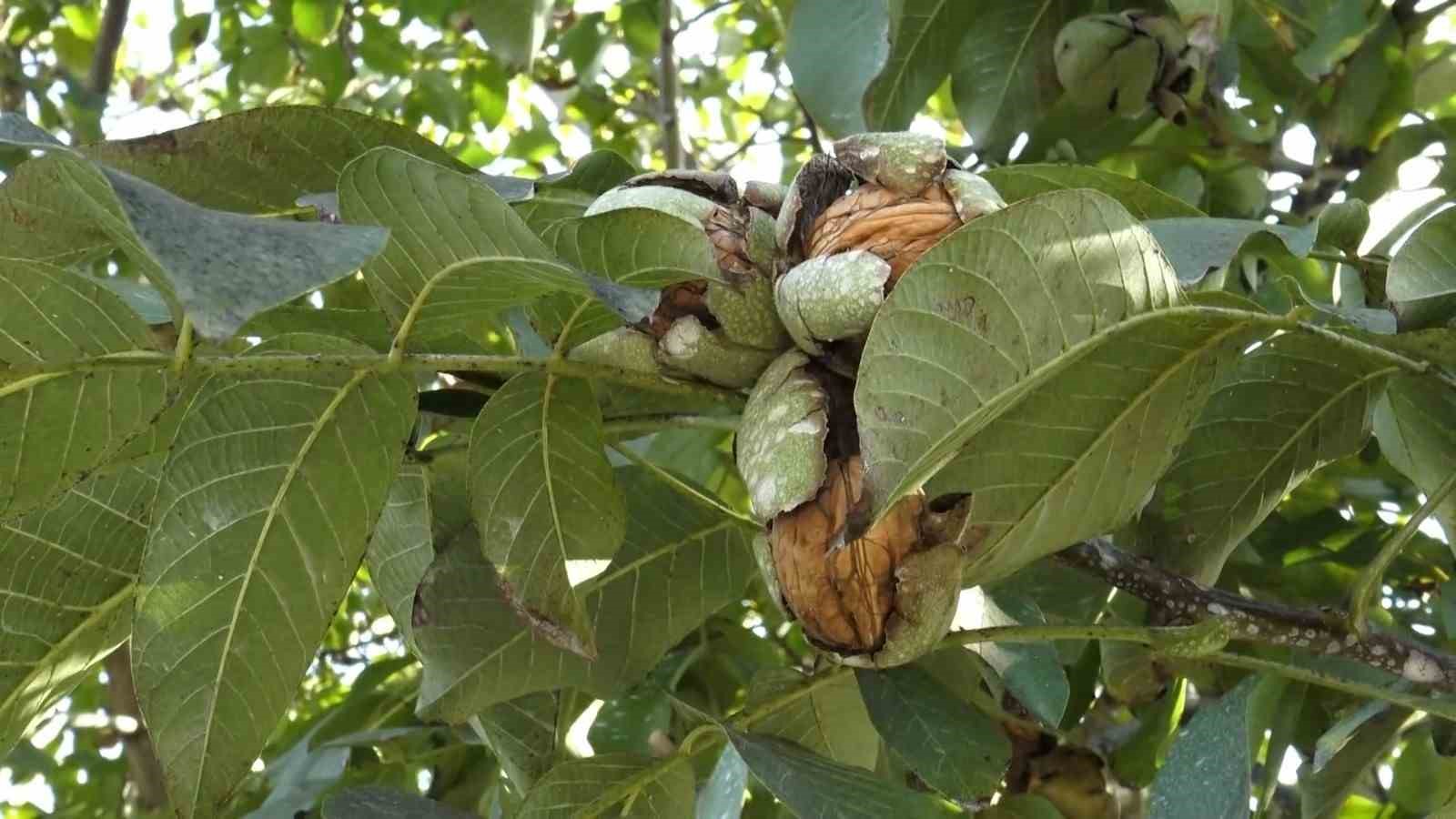 BALIKESİR'İN SINDIRGI İLÇESİNDE CEVİZ HASADI DEVAM EDERKEN, BU YIL REKOLTENİN YÜKSEK OLMASI ÜRETİCİLERİ SEVİNDİRDİ.