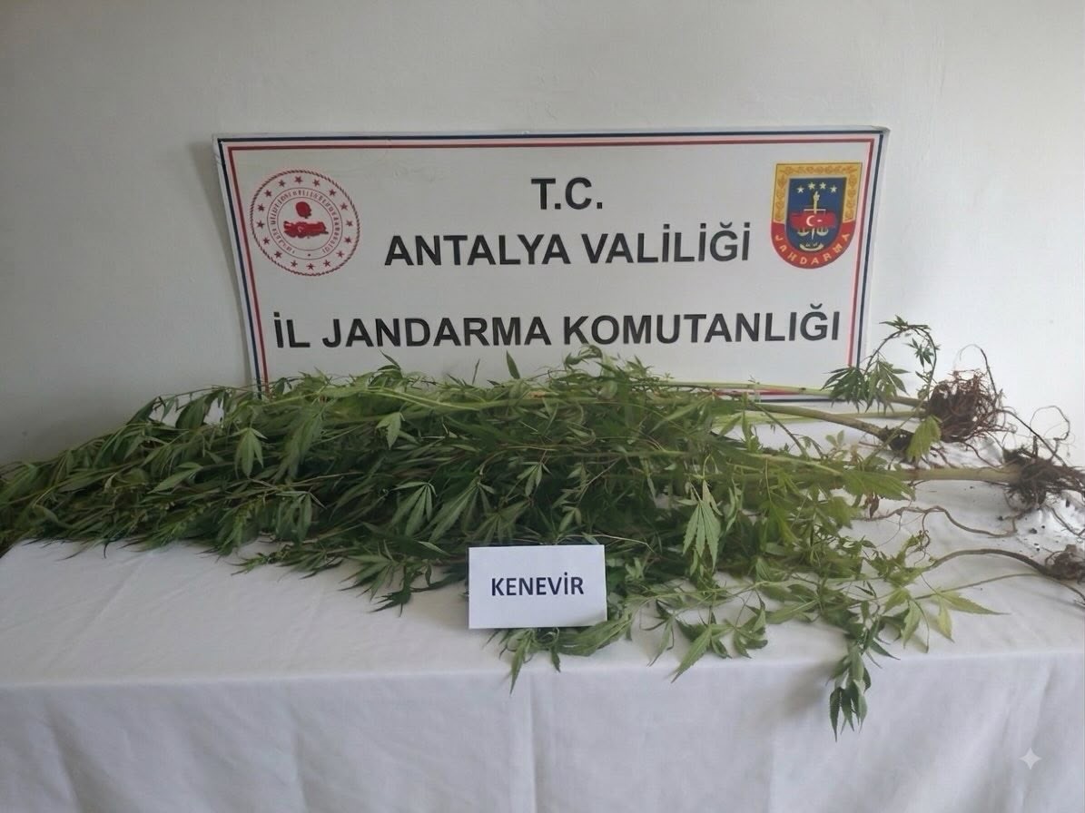 ANTALYA'NIN ALANYA İLÇESİNDE JANDARMA EKİPLERİNCE DÜZENLENEN UYUŞTURUCU OPERASYONUNDA 745 GRAM KUBAR ESRAR İLE 5 KÖK KENEVİR BİTKİSİ ELE GEÇİRİLDİ.