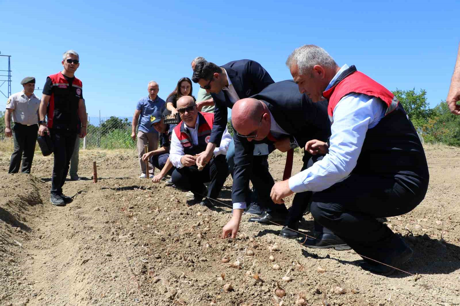 UNESCO DÜNYA MİRASI LİSTESİ'NDE YER ALAN KARABÜK'ÜN SAFRANBOLU İLÇESİNDE, KİLOSU 600 BİN LİRAYA ULAŞAN VE "DÜNYANIN EN PAHALI BAHARATI" OLARAK BİLİNEN SAFRANIN YENİ SEZON SOĞANLARININ EKİMİNE BAŞLANDI.  SAFRANBOLU KAYMAKAMI HAYRETTİN BASKIN VE PROTOKOL ÜYELERİ SAFRAN EKİMİ YAPTI.